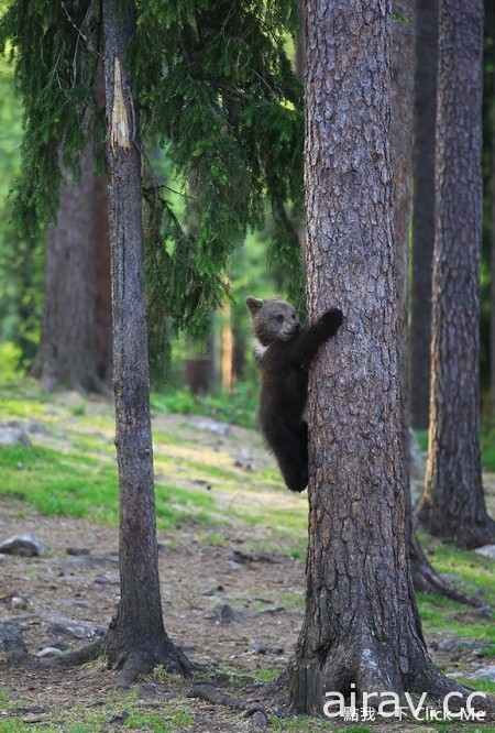 在森林里跳舞的三只小熊！根本是童话故事书里跑出来的吧...