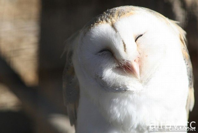 貓頭鷹真的會笑嗎？世界上最幸福的雪鴞告訴你♥