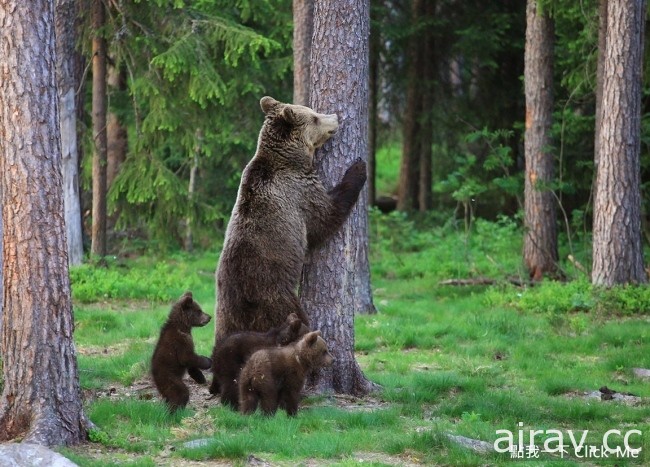 在森林里跳舞的三只小熊！根本是童话故事书里跑出来的吧...