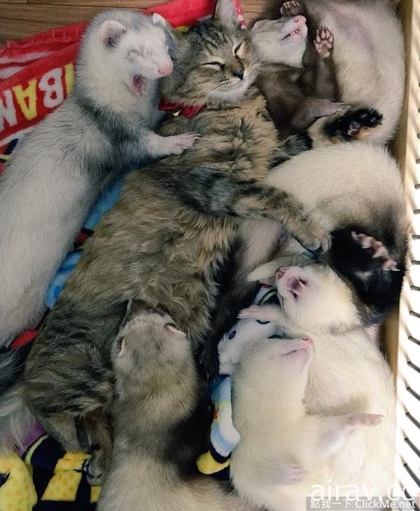 以为自己是雪貂的猫，就是爱和哥哥们挤在一起睡觉觉♥