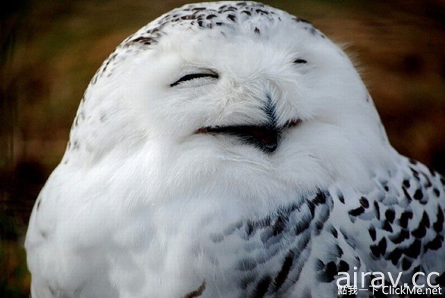 猫头鹰真的会笑吗？世界上最幸福的雪鸮告诉你♥