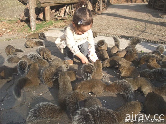 治愈系小动物王国登场！日本“松鼠花园”让所有游客萌到流鼻血！