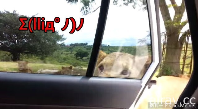 开车去参观野生动物时请小心，因为这年头狮子已学会开门...