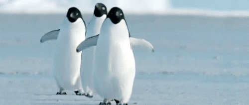 【警戒心0的天然呆企鹅】，到底谁才是野生动物啦XD