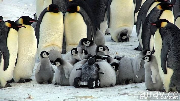 【警戒心0的天然呆企鹅】，到底谁才是野生动物啦XD