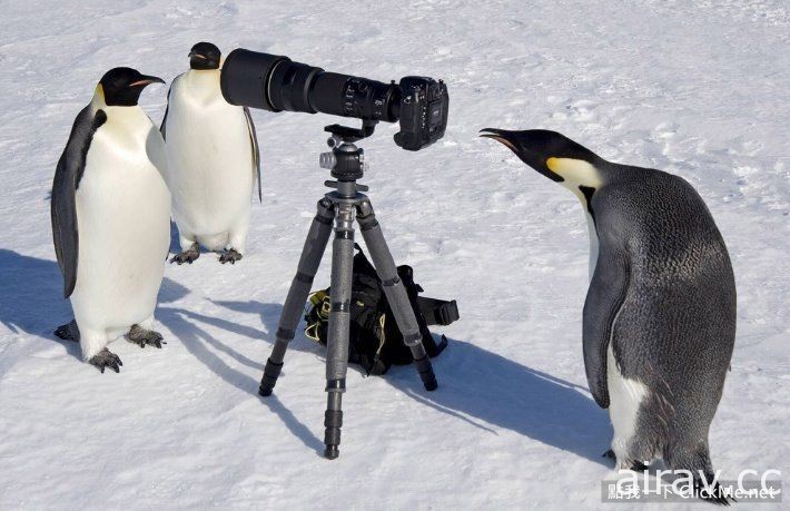【警戒心0的天然呆企鵝】，到底誰才是野生動物啦XD