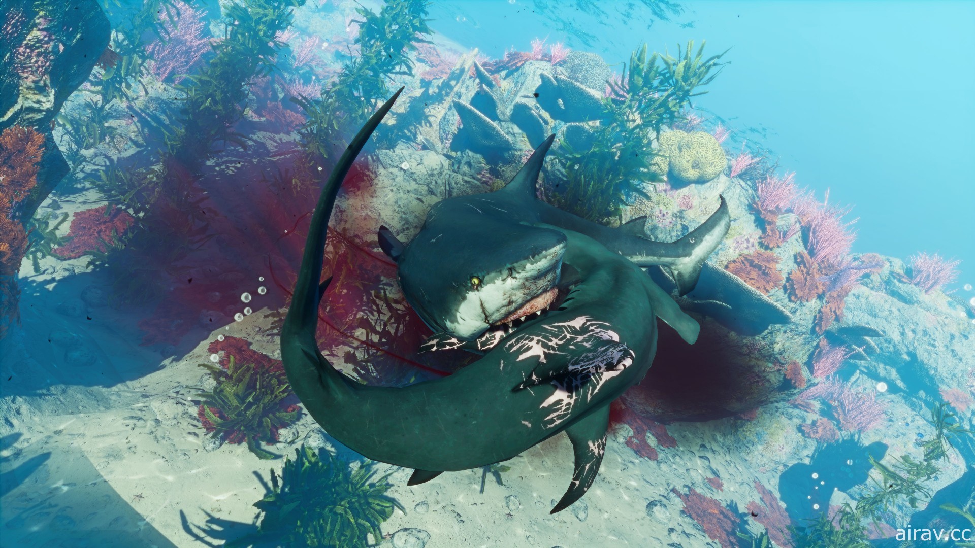 《食人鲨 Maneater》Switch 版上市 在海底上演疯狂杀戮复仇