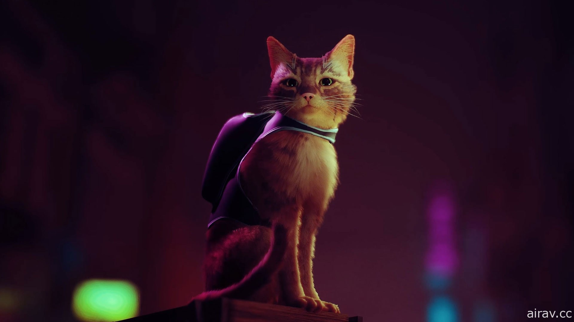 《浪貓》披露首波實機遊玩展示 扮演流浪貓咪探究遺世之地的秘密
